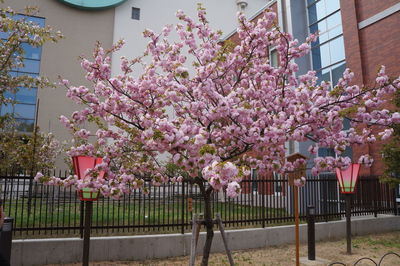 Pink cherry blossom tree in front of building