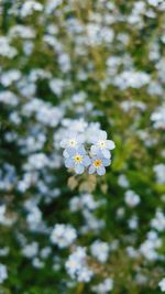 Close-up of flowers blooming outdoors