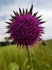 Close-up of purple thistle flower on field