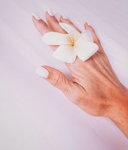 Close-up of hand holding white rose