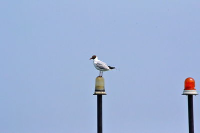 Low angle view of bird perching on wooden post against clear sky