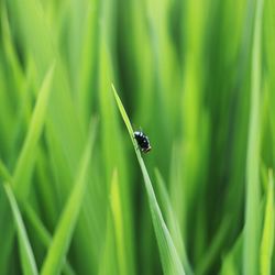 Close-up of insect on grass