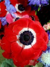 Close-up of red flowering plant