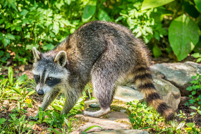 A young raccoon out during the daytime looking for food and water around the yard in summertime 