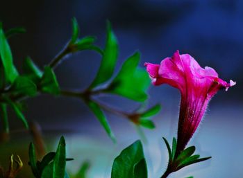 Beautiful single pink flower