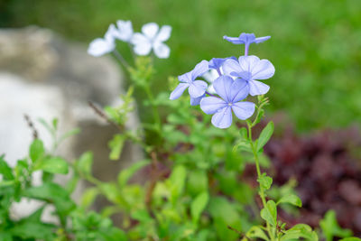 Close-up of purple flowering plant on field