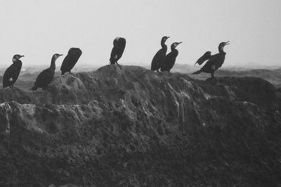 Birds on landscape against sky