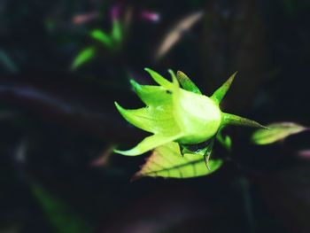 Close-up of insect on plant
