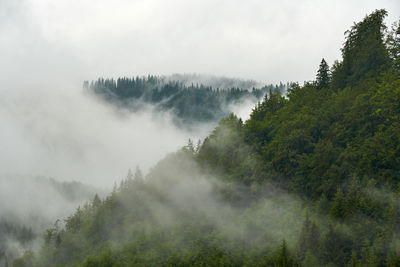 Panoramic view of trees and mountains against sky