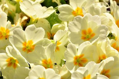 Close-up of white flowering plants