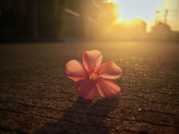 Close-up of flowering plant against sky during sunset