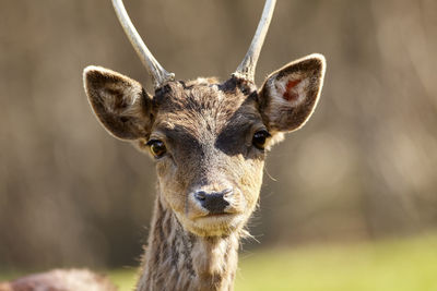 Close-up portrait of deer