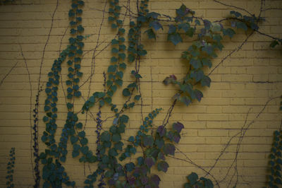 Close-up of ivy growing on wall