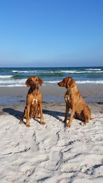 Dog on beach against clear sky