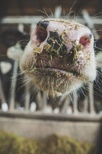 Close-up of cow with hair on snout