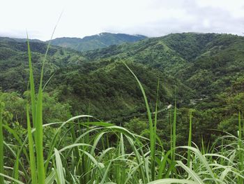 Scenic view of farm against sky