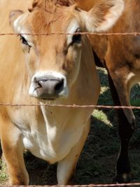 Close-up of cow standing in ranch