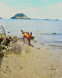 Dog on beach against sky