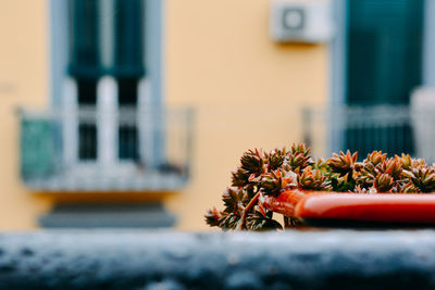 Close-up of potted plant on table against building