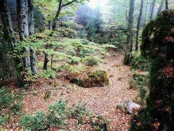 Trees in forest