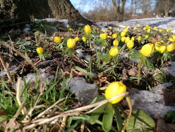 Yellow flowers growing in field