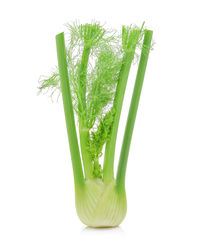 Close-up of fresh green plant against white background