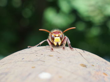 Close-up of insect on rock