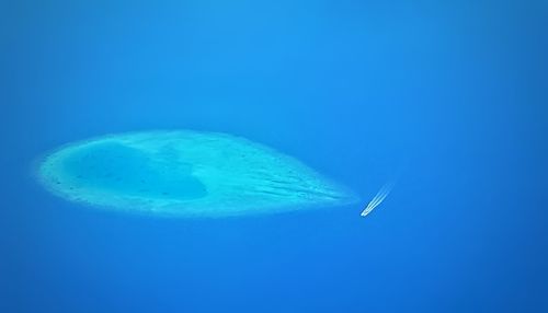 Close-up of jellyfish against clear blue sky