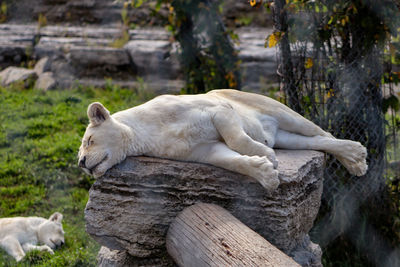 View of white sleeping resting