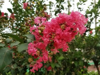 Close-up of pink flowers blooming on tree