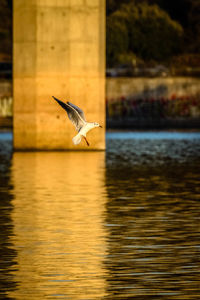 Seagull flying over lake