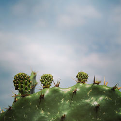 El nopalito/prickly pear