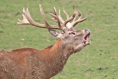 Deer in a field