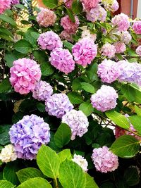 Close-up of pink hydrangea flowers