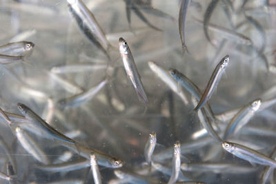 Close-up of fish in water