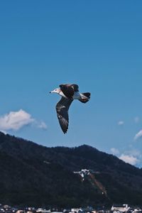 Low angle view of bird flying in mountains