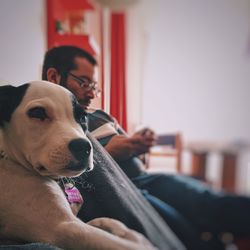 Puppy relaxing by man at home