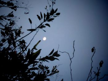 Low angle view of tree against sky