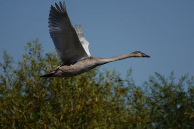 Low angle view of bird flying