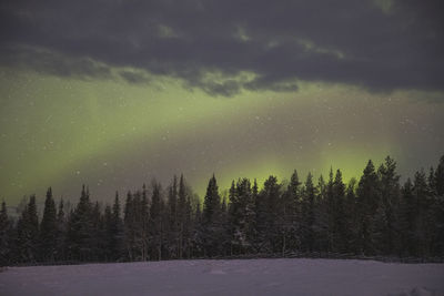 Pine trees in forest during winter