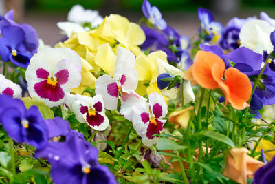 Close-up of purple crocus flowers