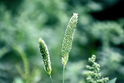 Close-up of fresh green plant