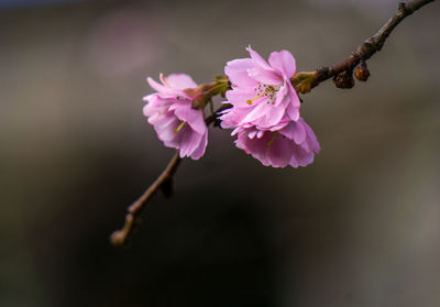 Close-up of pink flowers