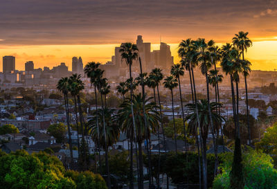 High angle view of palm trees against sky during sunset