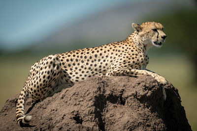 Close-up of cheetah sitting on rock