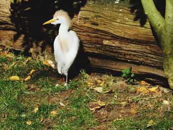 Bird perching on a field