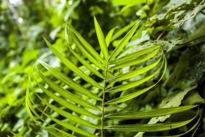 Rattan tree in khulna,bangladesh.