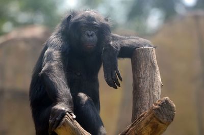 Elephant sitting on wood in zoo