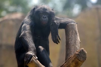 Monkey sitting on wood in zoo