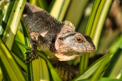 Close-up of a lizard